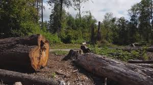 Best Tree Preservation Services  in Greenwood, MO
