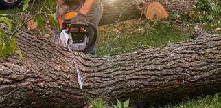 How Our Tree Care Process Works  in  Greenwood, MO