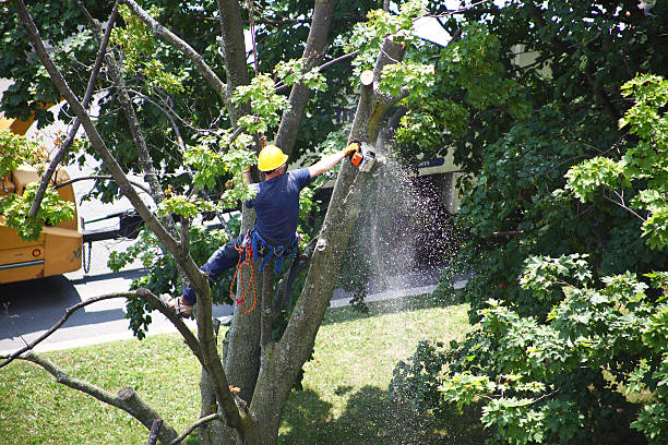 Best Emergency Tree Removal  in Greenwood, MO